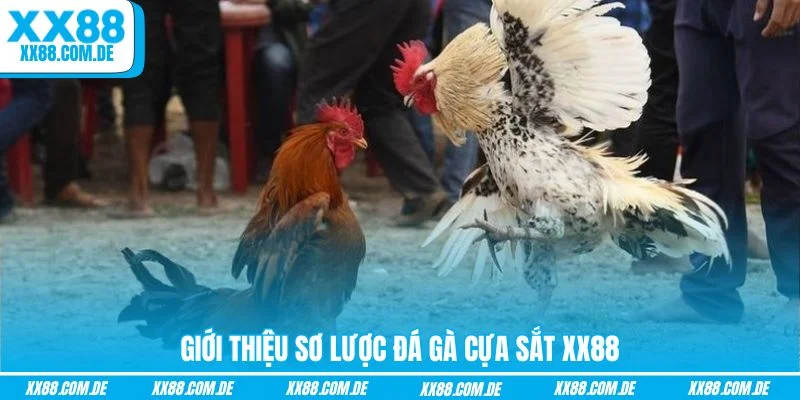 Giới thiệu sơ lược đá gà cựa sắt XX88